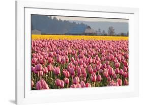 In the Pink-Dana Styber-Framed Photographic Print