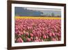 In the Pink-Dana Styber-Framed Photographic Print