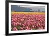 In the Pink-Dana Styber-Framed Photographic Print