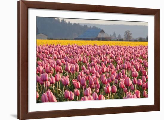 In the Pink-Dana Styber-Framed Photographic Print