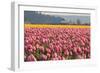 In the Pink-Dana Styber-Framed Photographic Print