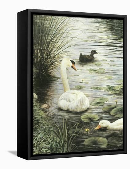 In the Pond-Kevin Dodds-Framed Stretched Canvas