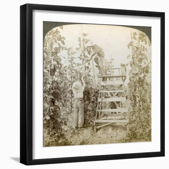 In the Rich Hop District, Training the Vines, White River Valley, Washington, USA-Underwood & Underwood-Framed Giclee Print