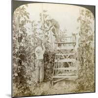 In the Rich Hop District, Training the Vines, White River Valley, Washington, USA-Underwood & Underwood-Mounted Giclee Print