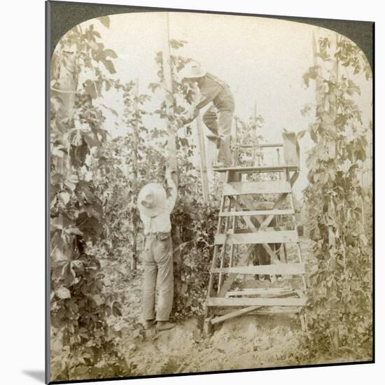 In the Rich Hop District, Training the Vines, White River Valley, Washington, USA-Underwood & Underwood-Mounted Giclee Print