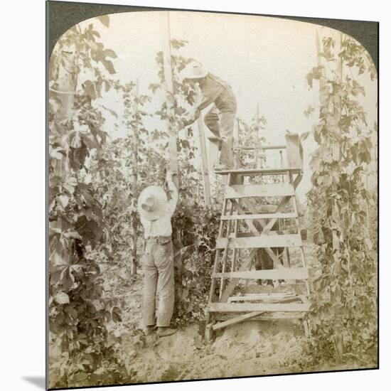 In the Rich Hop District, Training the Vines, White River Valley, Washington, USA-Underwood & Underwood-Mounted Giclee Print