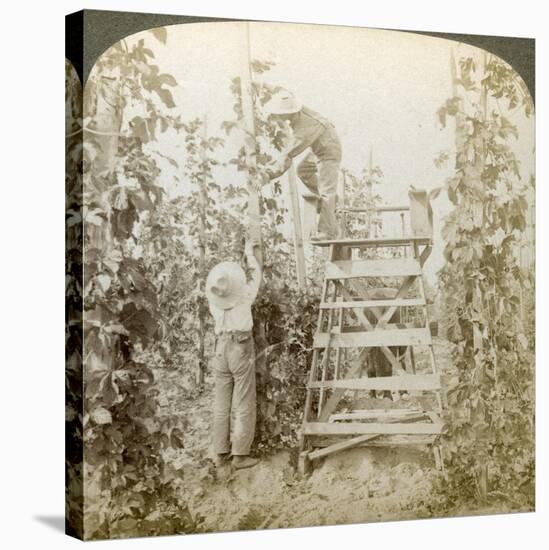 In the Rich Hop District, Training the Vines, White River Valley, Washington, USA-Underwood & Underwood-Stretched Canvas