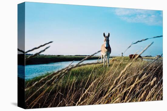 In the Saltworks, Noirmoutier island, Vendee, Pays de la Loire, France-null-Stretched Canvas