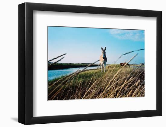 In the Saltworks, Noirmoutier island, Vendee, Pays de la Loire, France-null-Framed Art Print