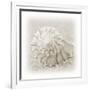 In the Sand I-Jim Christensen-Framed Photographic Print