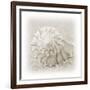 In the Sand I-Jim Christensen-Framed Photographic Print