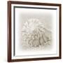 In the Sand I-Jim Christensen-Framed Photographic Print