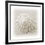 In the Sand I-Jim Christensen-Framed Photographic Print