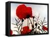 In the Shadow of the Poppies-Magda Indigo-Framed Stretched Canvas