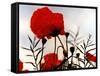 In the Shadow of the Poppies-Magda Indigo-Framed Stretched Canvas