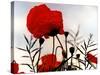 In the Shadow of the Poppies-Magda Indigo-Stretched Canvas