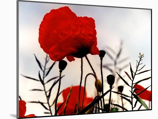 In the Shadow of the Poppies-Magda Indigo-Mounted Photographic Print