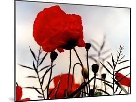 In the Shadow of the Poppies-Magda Indigo-Mounted Photographic Print