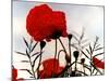 In the Shadow of the Poppies-Magda Indigo-Mounted Photographic Print