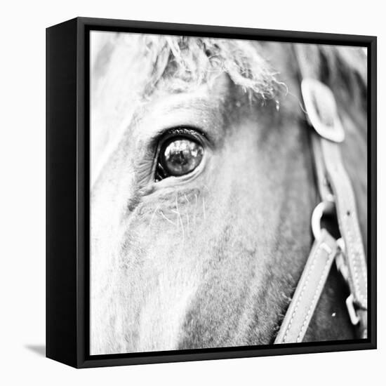 In the Stable I-Susan Bryant-Framed Stretched Canvas