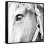 In the Stable I-Susan Bryant-Framed Stretched Canvas