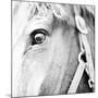 In the Stable I-Susan Bryant-Mounted Photographic Print