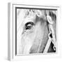 In the Stable I-Susan Bryant-Framed Photographic Print