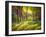 In the Sunny Forest-Valery Rybakow-Framed Art Print