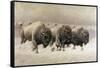 In the Teeth of the Blizzard-E.w. Lenders-Framed Stretched Canvas