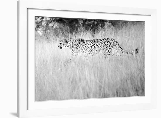 In The Wild-Lee Frost-Framed Giclee Print