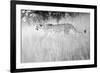 In The Wild-Lee Frost-Framed Giclee Print