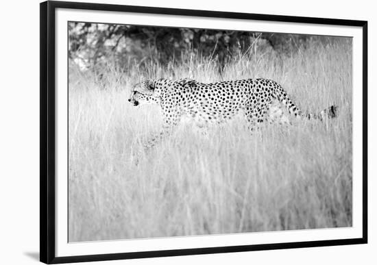 In The Wild-Lee Frost-Framed Giclee Print