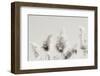 In the Wind I-Nathan Larson-Framed Photographic Print