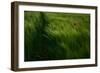 In the Wind-Kovop-Framed Premium Photographic Print