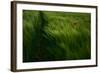 In the Wind-Kovop-Framed Photographic Print