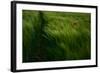 In the Wind-Kovop-Framed Photographic Print