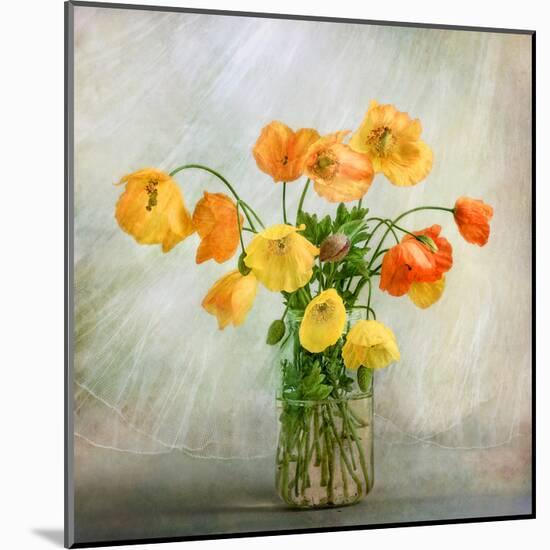 In the window-Mandy Disher-Mounted Art Print