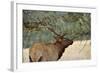 In the Woods - A Strong Mature Bull Elk, with its Massive Antlers, Walking between Ponderosa Pines-Sean Xu-Framed Photographic Print