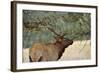 In the Woods - A Strong Mature Bull Elk, with its Massive Antlers, Walking between Ponderosa Pines-Sean Xu-Framed Photographic Print