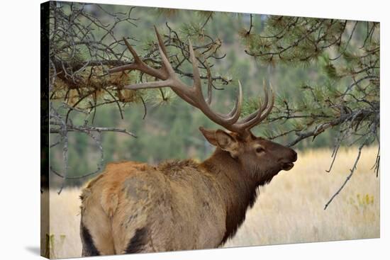 In the Woods - A Strong Mature Bull Elk, with its Massive Antlers, Walking between Ponderosa Pines-Sean Xu-Stretched Canvas