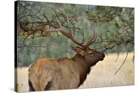 In the Woods - A Strong Mature Bull Elk, with its Massive Antlers, Walking between Ponderosa Pines-Sean Xu-Stretched Canvas