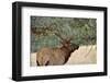 In the Woods - A Strong Mature Bull Elk, with its Massive Antlers, Walking between Ponderosa Pines-Sean Xu-Framed Photographic Print