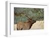 In the Woods - A Strong Mature Bull Elk, with its Massive Antlers, Walking between Ponderosa Pines-Sean Xu-Framed Photographic Print