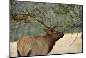 In the Woods - A Strong Mature Bull Elk, with its Massive Antlers, Walking between Ponderosa Pines-Sean Xu-Mounted Photographic Print