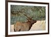 In the Woods - A Strong Mature Bull Elk, with its Massive Antlers, Walking between Ponderosa Pines-Sean Xu-Framed Photographic Print