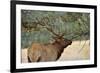 In the Woods - A Strong Mature Bull Elk, with its Massive Antlers, Walking between Ponderosa Pines-Sean Xu-Framed Photographic Print