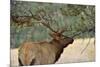 In the Woods - A Strong Mature Bull Elk, with its Massive Antlers, Walking between Ponderosa Pines-Sean Xu-Mounted Photographic Print