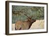 In the Woods - A Strong Mature Bull Elk, with its Massive Antlers, Walking between Ponderosa Pines-Sean Xu-Framed Photographic Print