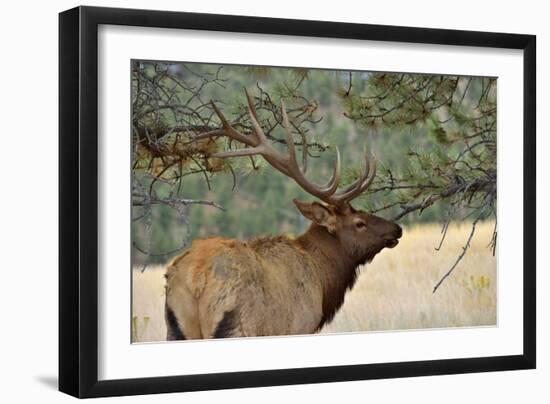 In the Woods - A Strong Mature Bull Elk, with its Massive Antlers, Walking between Ponderosa Pines-Sean Xu-Framed Photographic Print