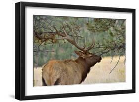 In the Woods - A Strong Mature Bull Elk, with its Massive Antlers, Walking between Ponderosa Pines-Sean Xu-Framed Photographic Print